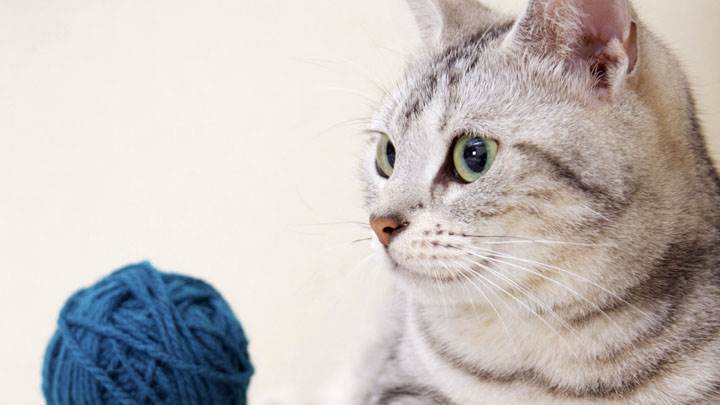 Side Face Of Cat With Blue Woolen